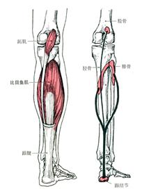 小腿粗如何变细腿男生,小腿粗如何训练