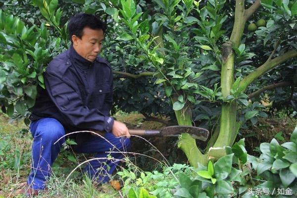 如何处理黄龙病果园,黄龙病还能种吗