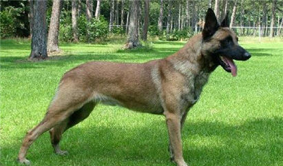 马犬拉稀怎么办？拉稀症状及治疗方法介绍！