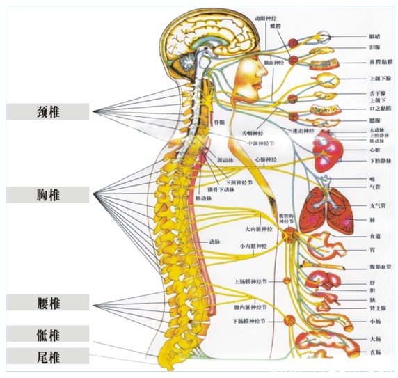 解决产后腰痛的措施要补钙吗,产后腰痛最快缓解方法视频