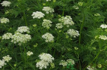 10年湿疹又痒又丑，老医师的一好方子，3周赶走烦人湿疹！