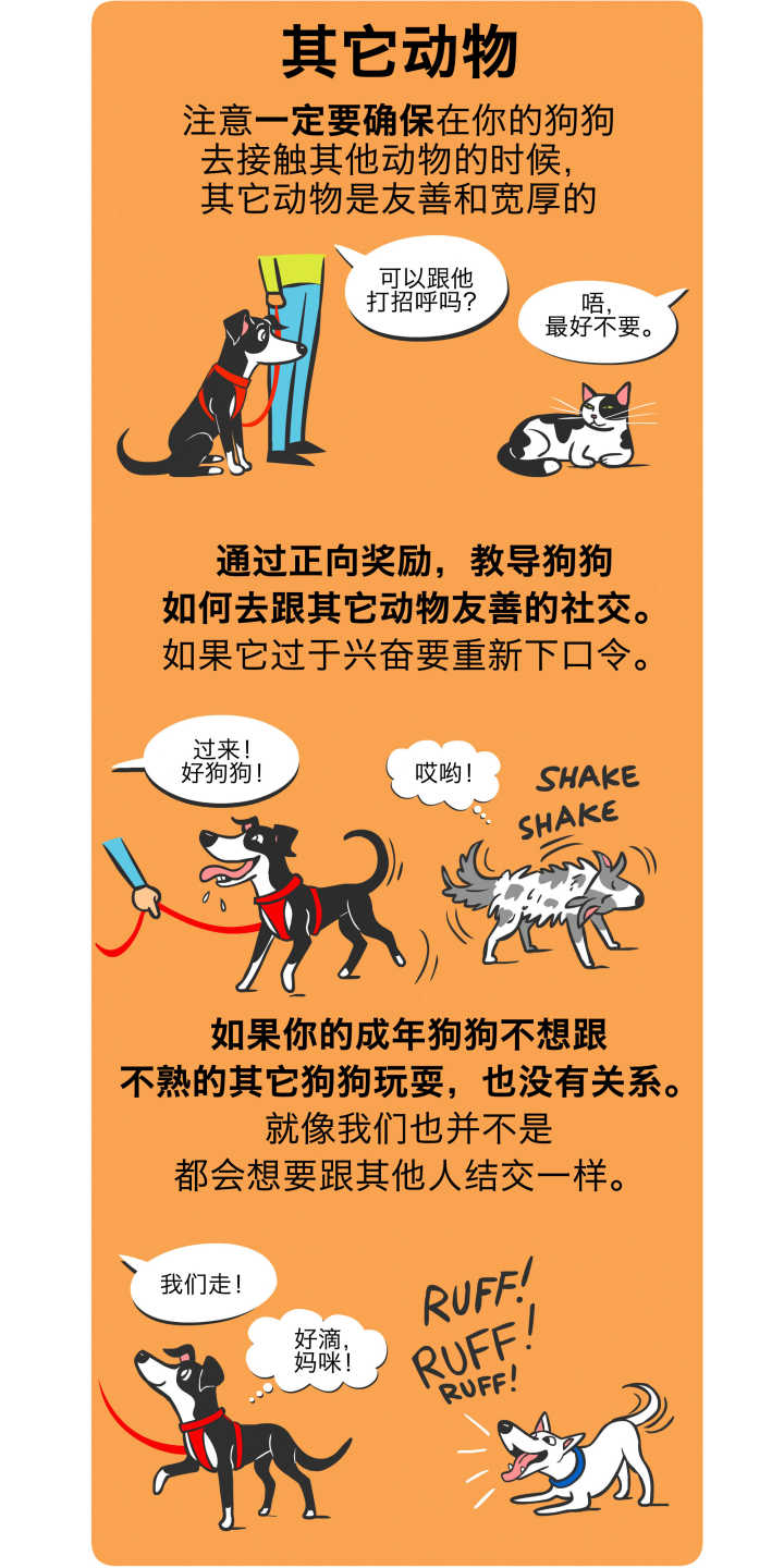 狗狗坏习惯的纠正训练,道格狗狗