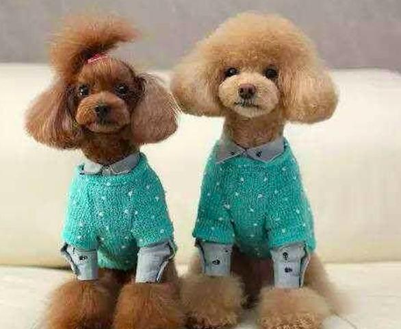 泰迪犬容易得什么病,泰迪犬最令人头疼的5大缺点