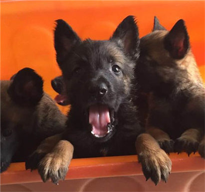 马犬拉稀怎么办？拉稀症状及治疗方法介绍！