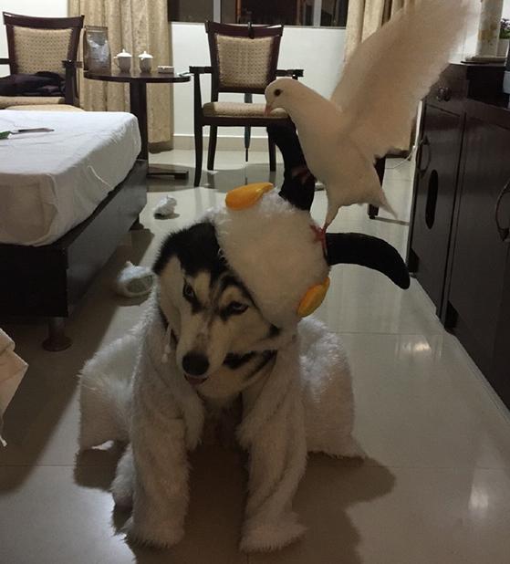 狗狗坏习惯的纠正训练,道格狗狗