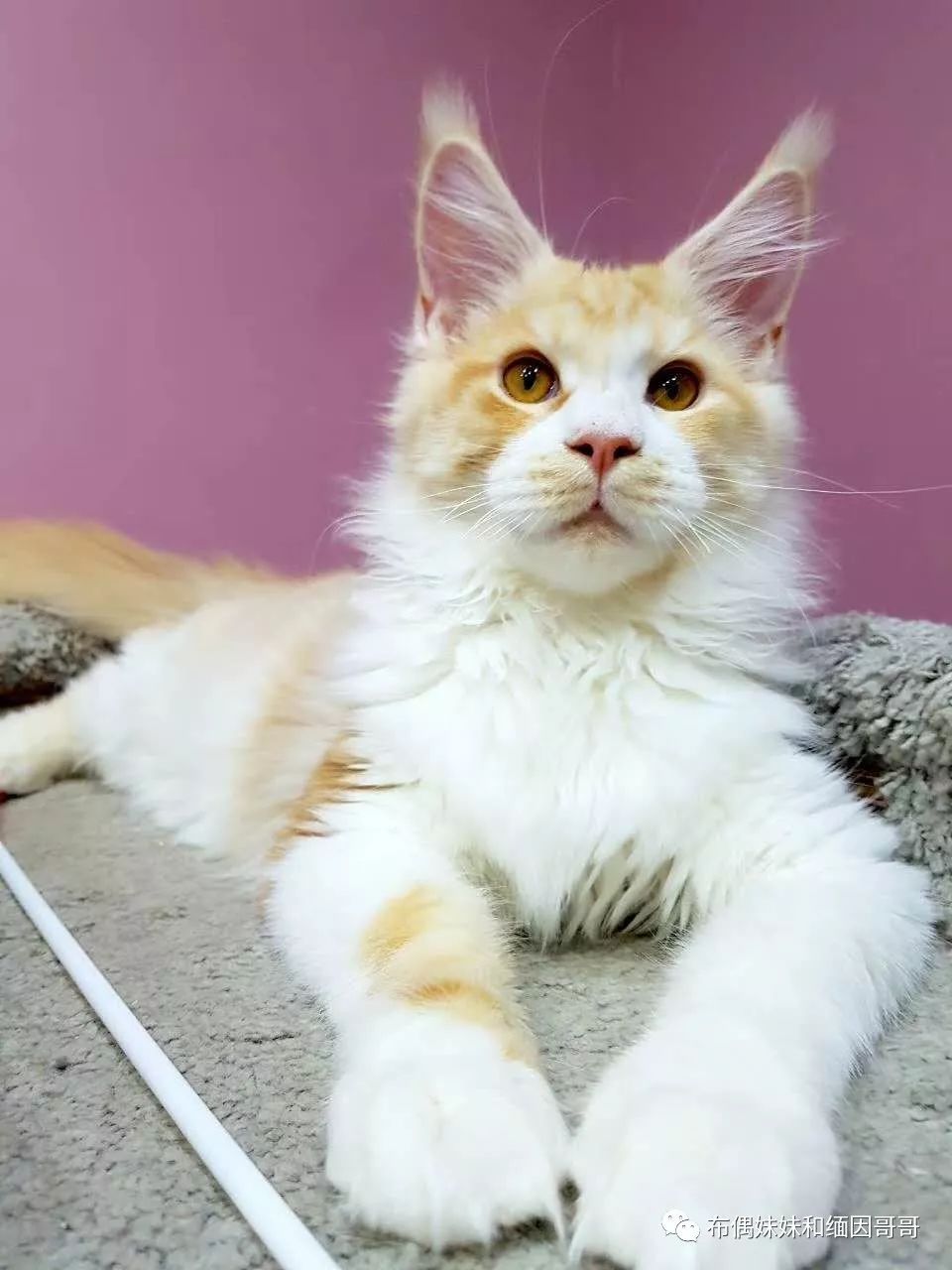 俄罗斯接回来的缅因猫,俄罗斯缅因猫多少钱一只