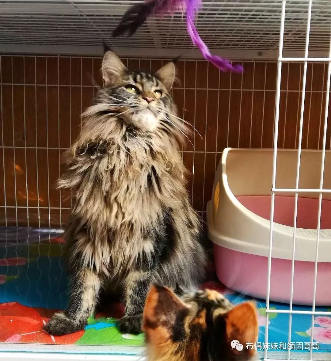 俄罗斯接回来的缅因猫,俄罗斯缅因猫多少钱一只