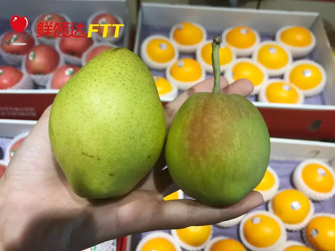 库尔勒香梨真假对照表,买到假的库尔勒香梨可以维权吗