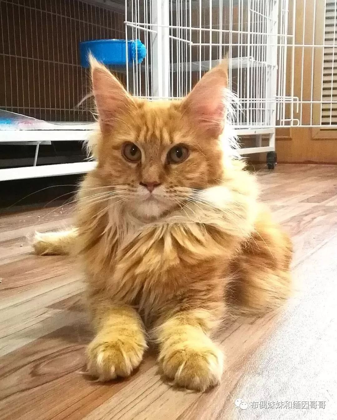 俄罗斯接回来的缅因猫,俄罗斯缅因猫多少钱一只