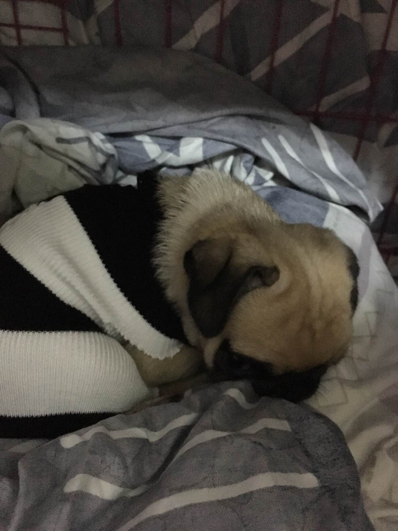 去宠物店买一只小狗狗,去宠物店买一只拉布拉多