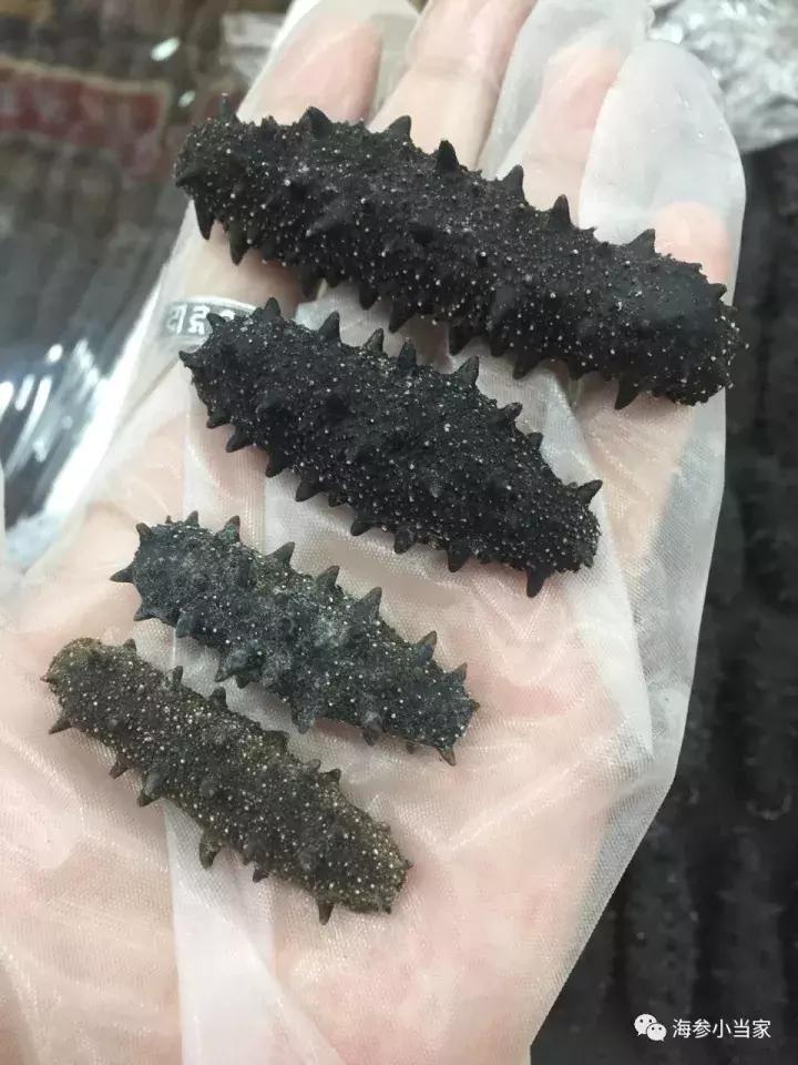 选海参的正确方法视频,如何选好吃的海参