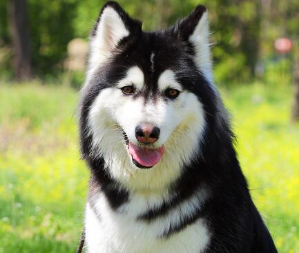 阿拉斯加幼犬和哈士奇幼犬区别,如何挑选阿拉斯加幼犬
