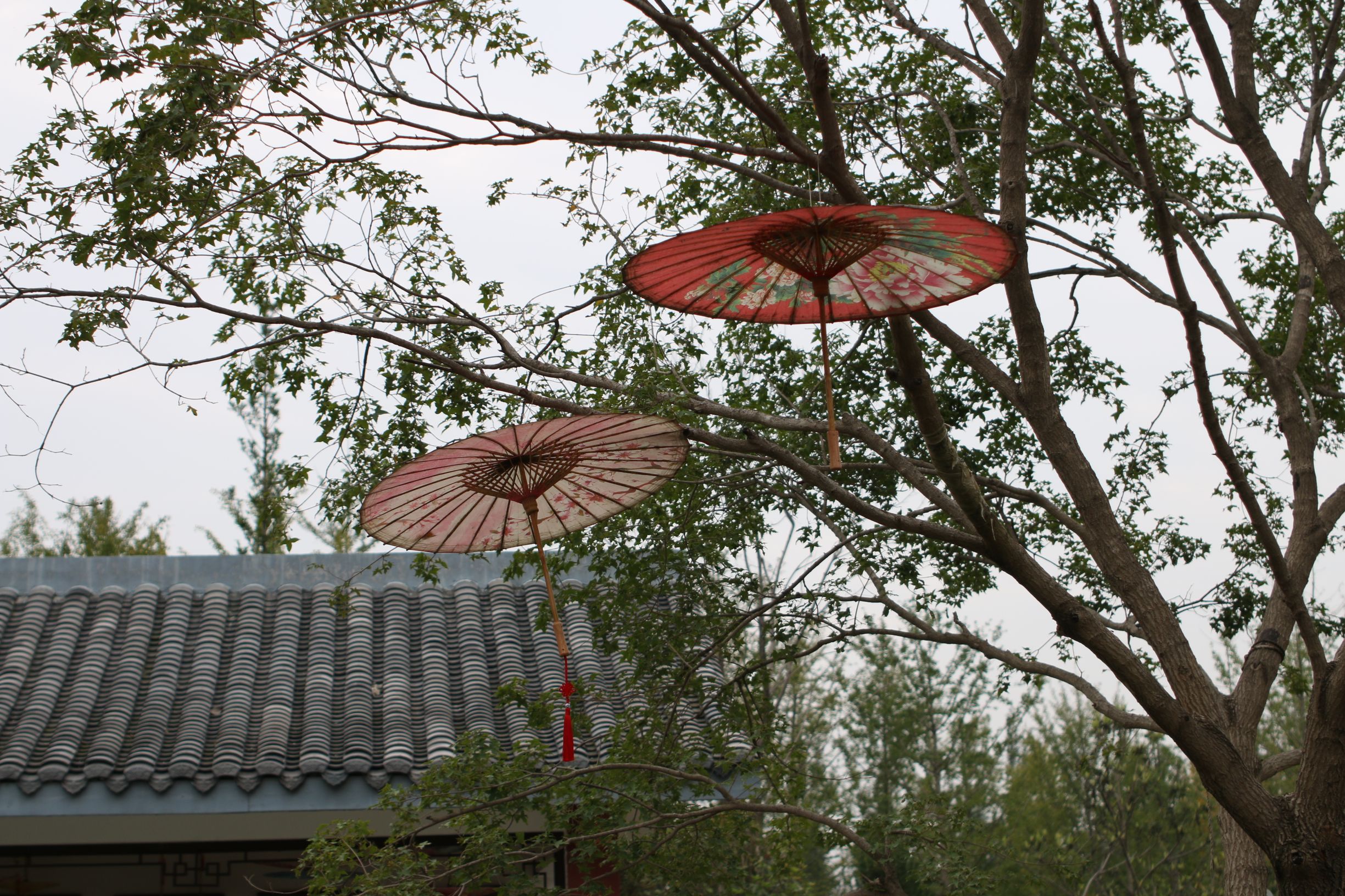 国产镜头到底怎么样？中一35f2亲测请看未经ps处理的原图