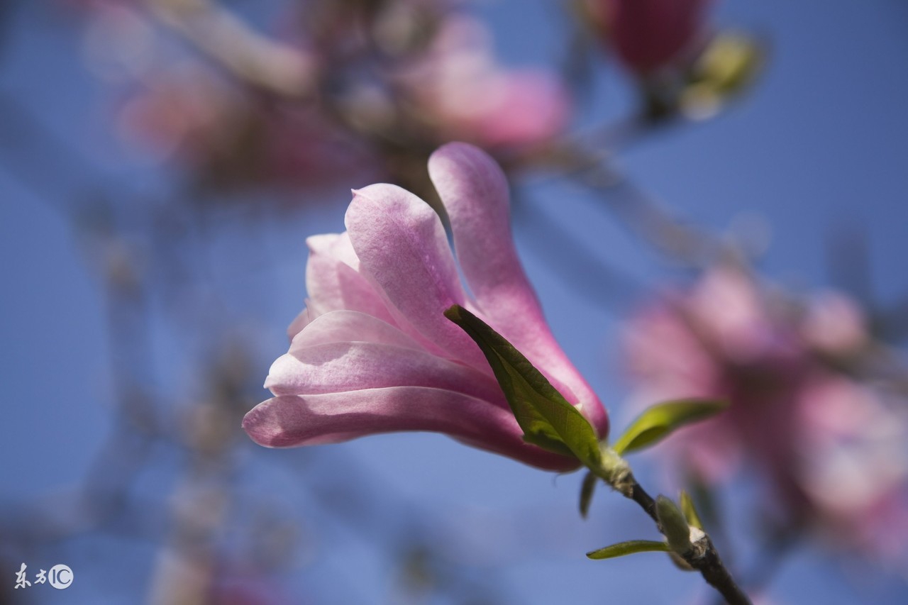 不同节日送的花束,不同节日应该送什么花