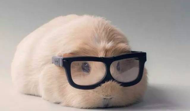 仓鼠前腿长了个大包怎么回事,仓鼠长了一个红色的疙瘩行动缓慢