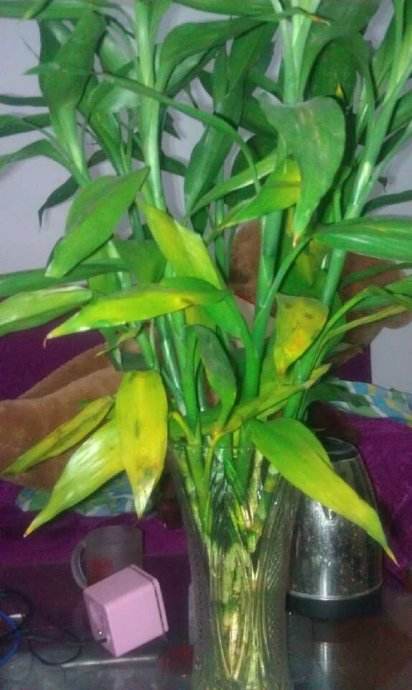 富贵竹越养越瘦是怎么回事,富贵竹越养越黄怎么办