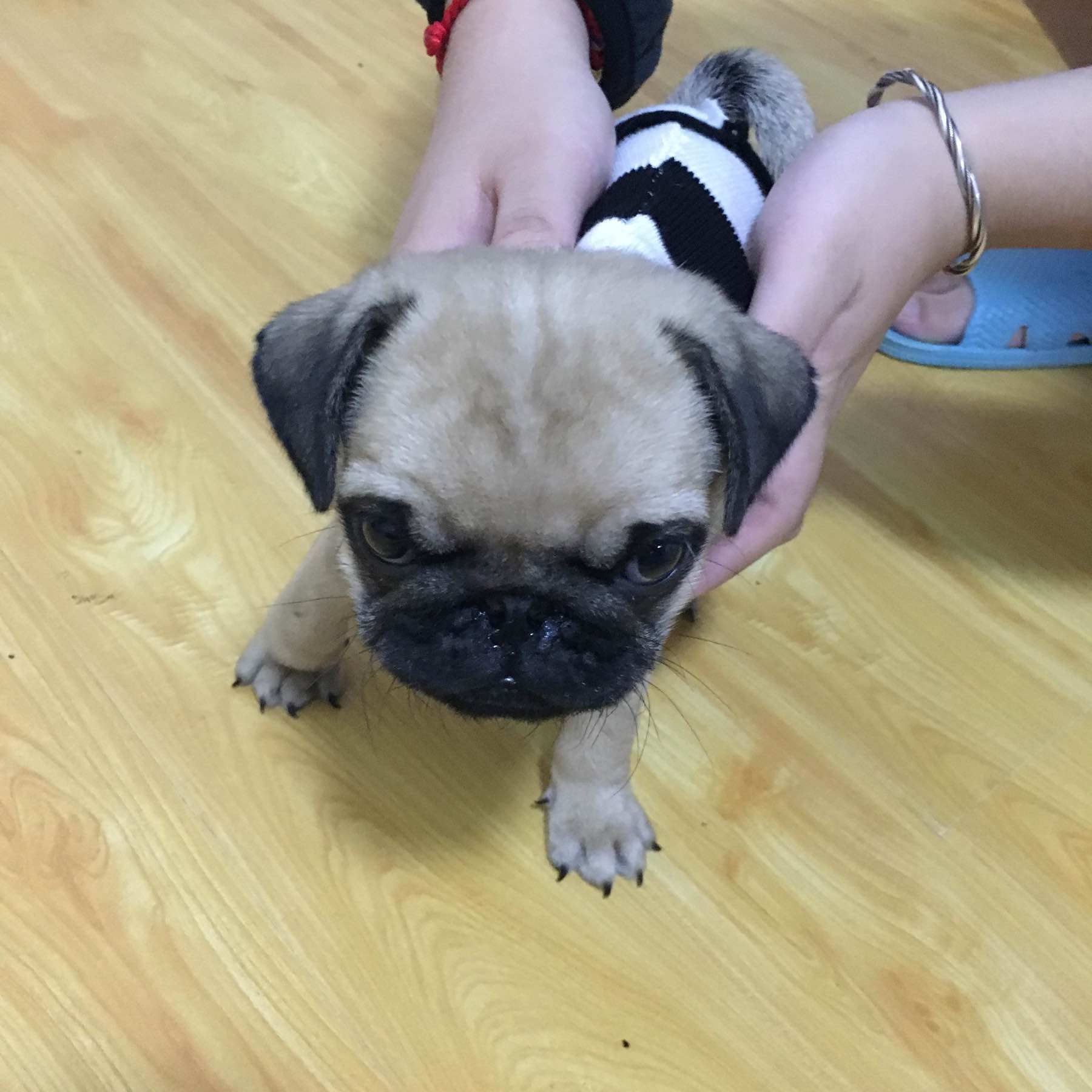 去宠物店买一只小狗狗,去宠物店买一只拉布拉多