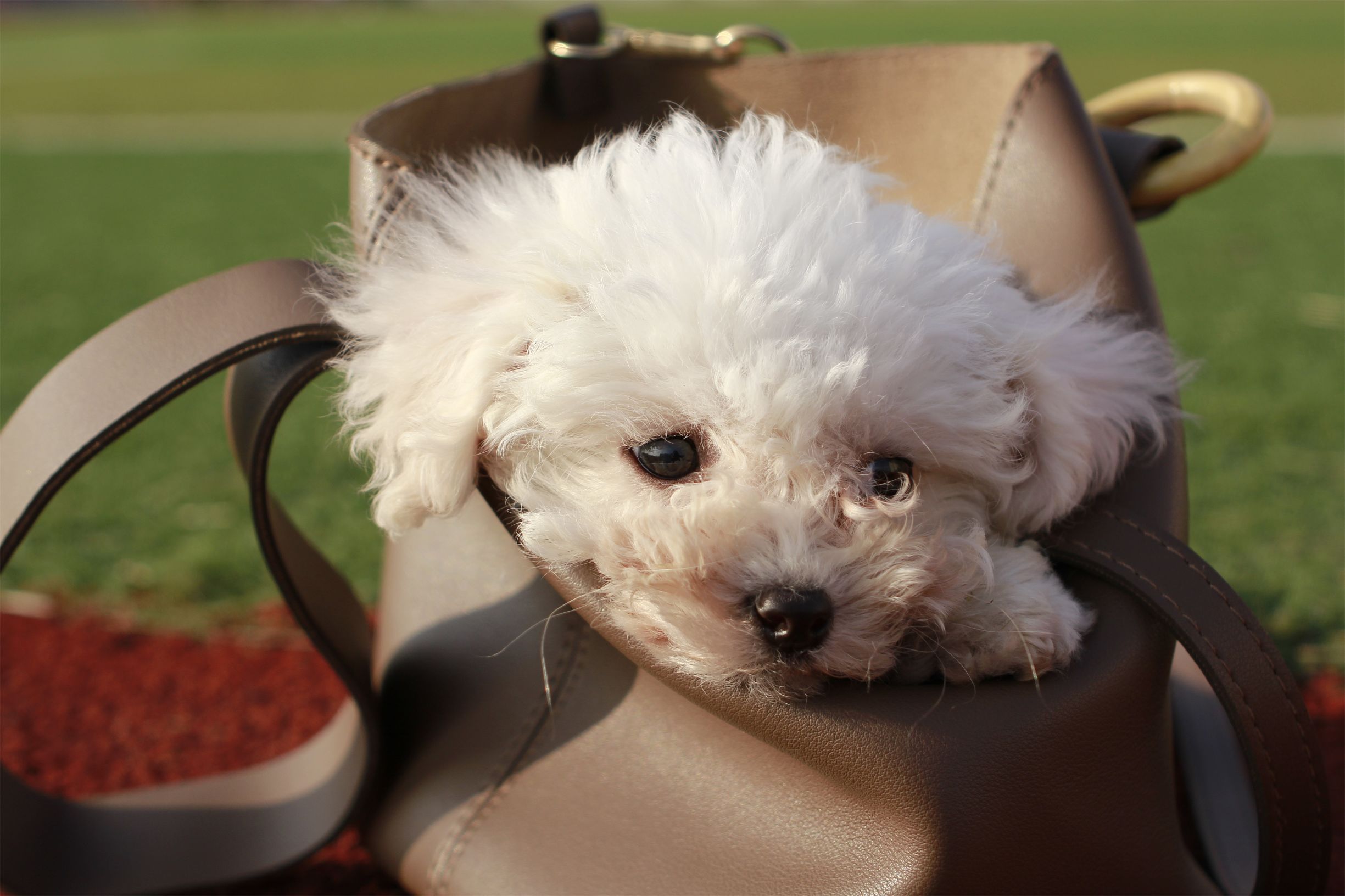 国产镜头到底怎么样？中一35f2亲测请看未经ps处理的原图