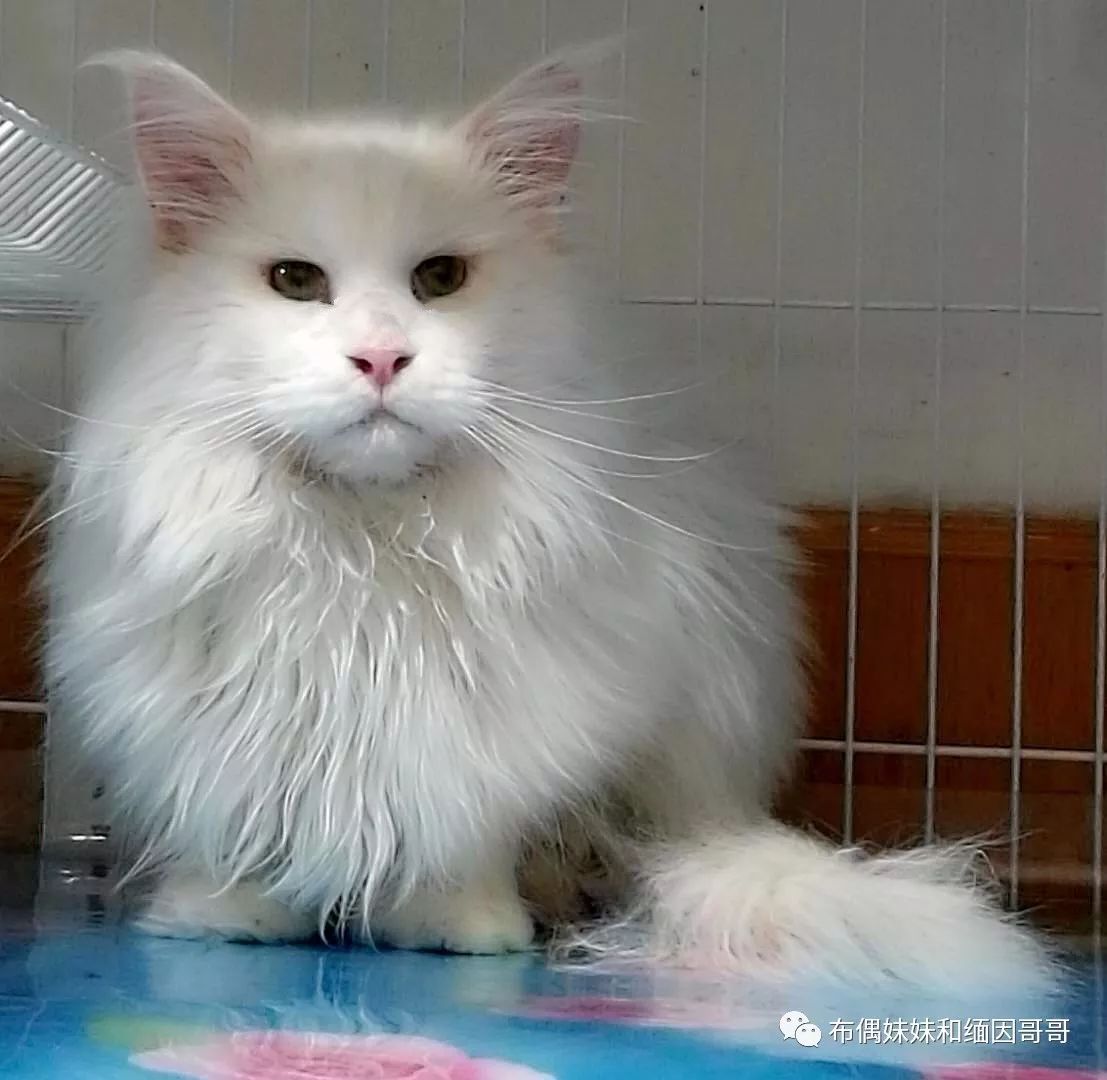 俄罗斯接回来的缅因猫,俄罗斯缅因猫多少钱一只