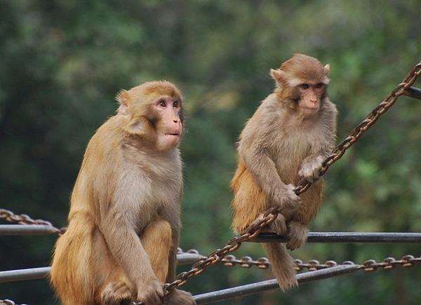 你身边有属虎的人,你身边有生肖虎的朋友吗