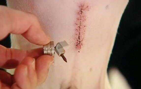 狗狗和主人玩闹时突然躺下露肚子,狗狗被主人肚腩吓到了