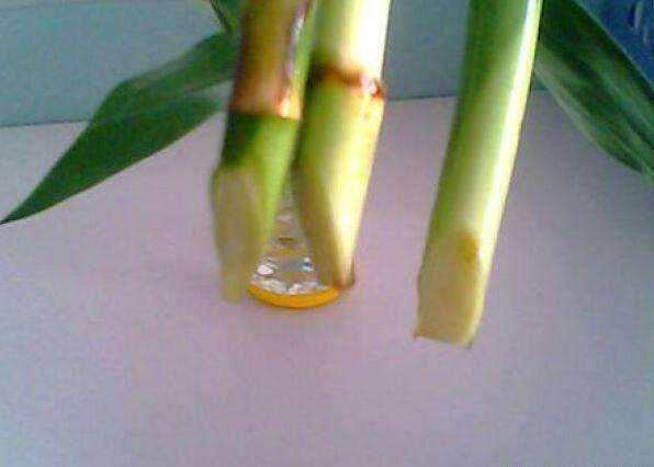 富贵竹越养越瘦是怎么回事,富贵竹越养越黄怎么办