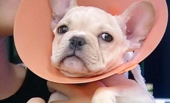 狗狗和主人玩闹时突然躺下露肚子,狗狗被主人肚腩吓到了