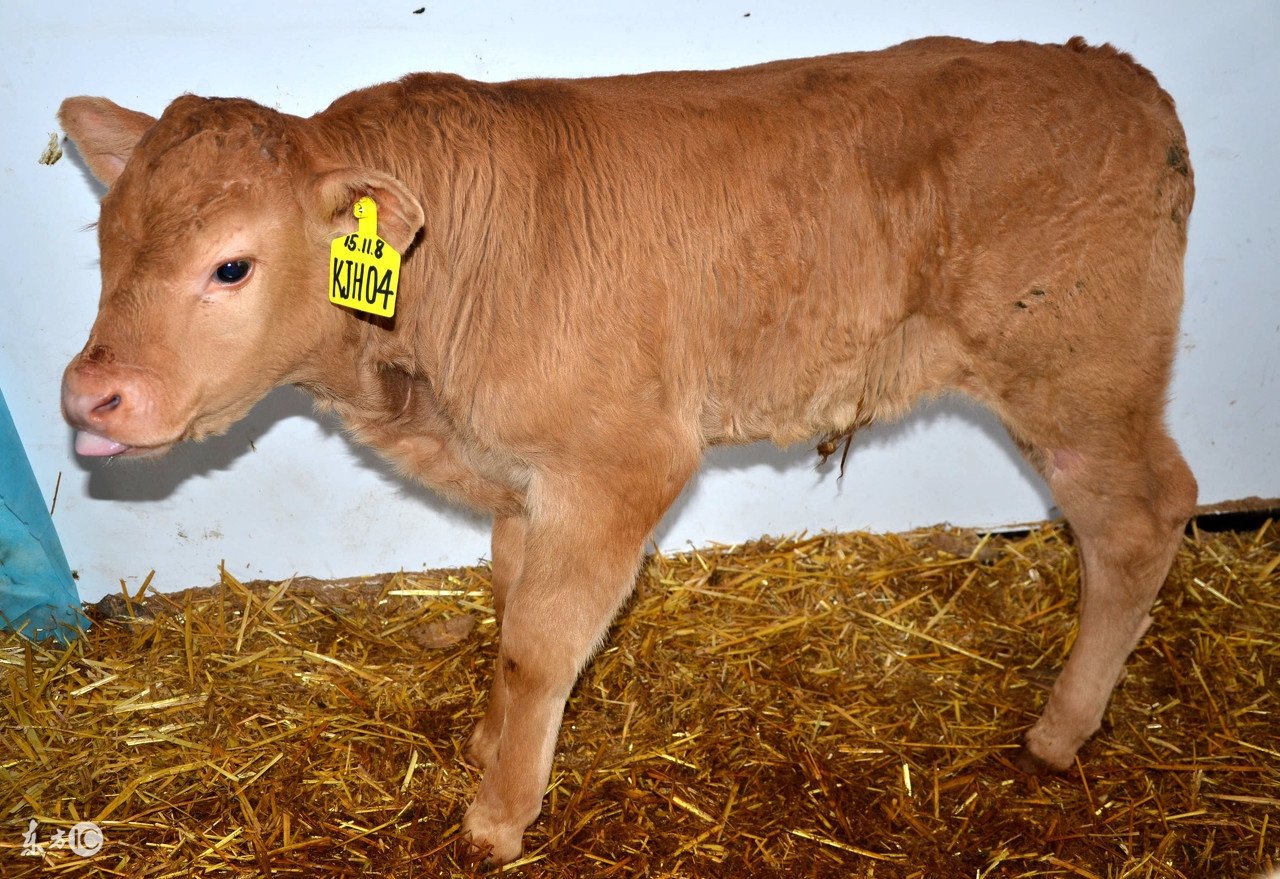 初生犊牛如何喂养,犊牛饲养方法和技巧