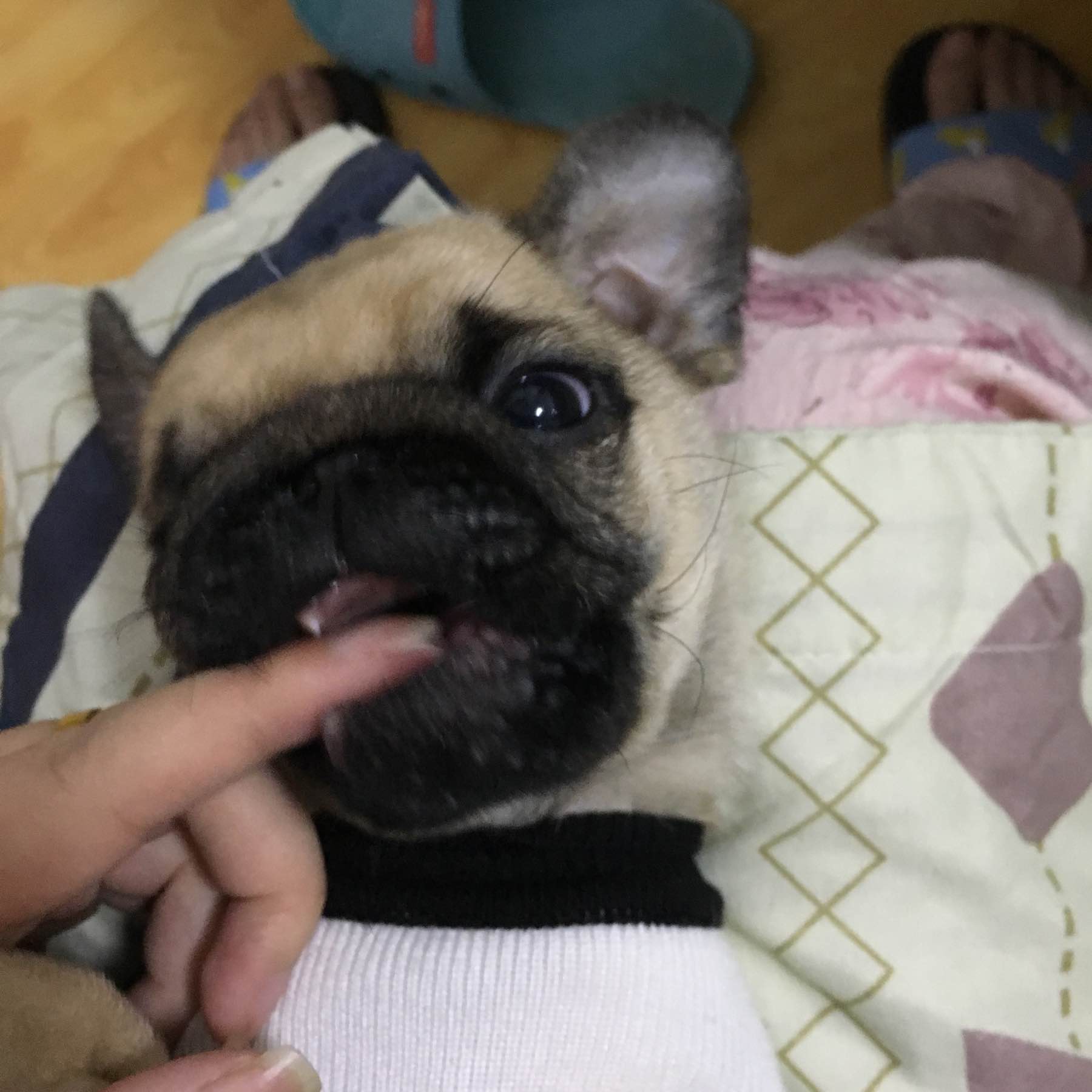 去宠物店买一只小狗狗,去宠物店买一只拉布拉多