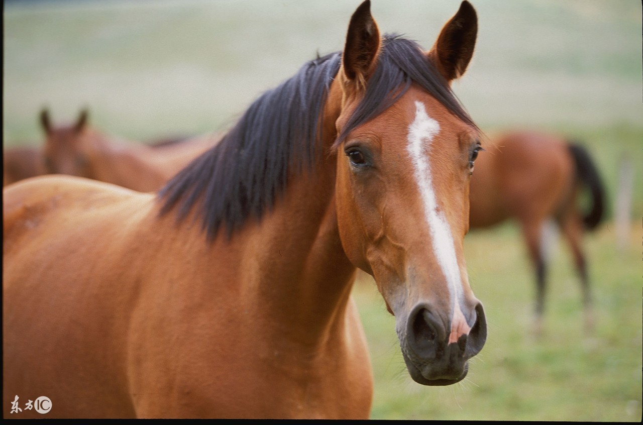 知行易道：2018年十二生肖化煞开运秘诀