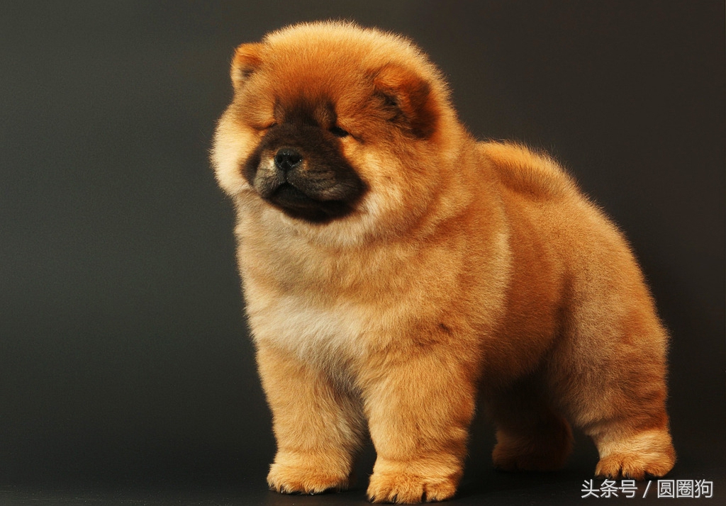 松狮犬打架视频,世界名犬有哪些