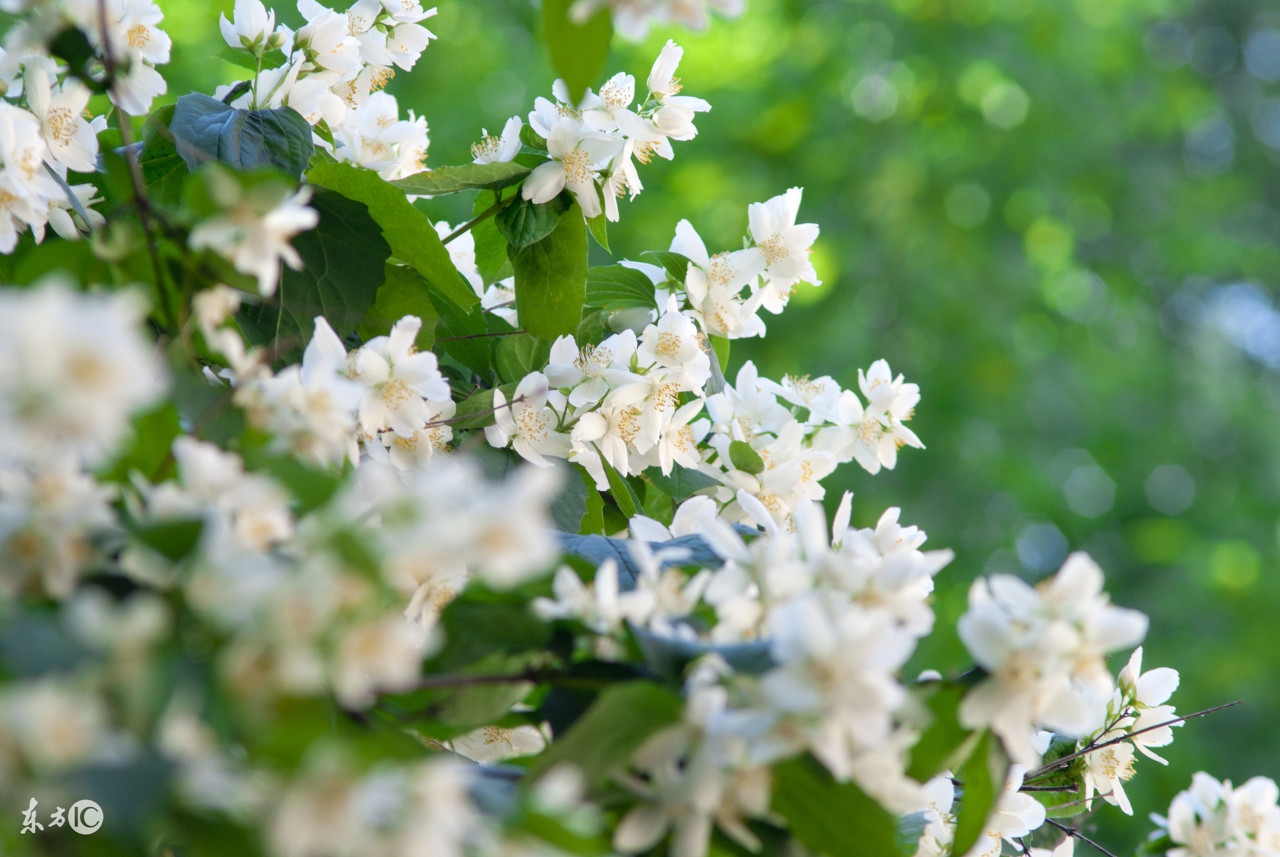 不同节日送的花束,不同节日应该送什么花