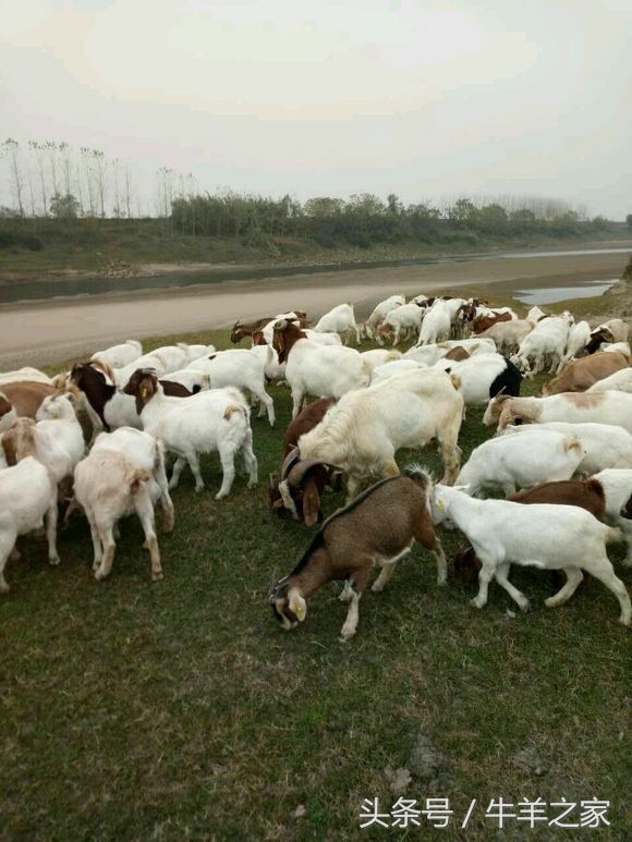 养羊买种羊来养还是买羔羊来养好,养羊技术及优质种羊母羊的选择
