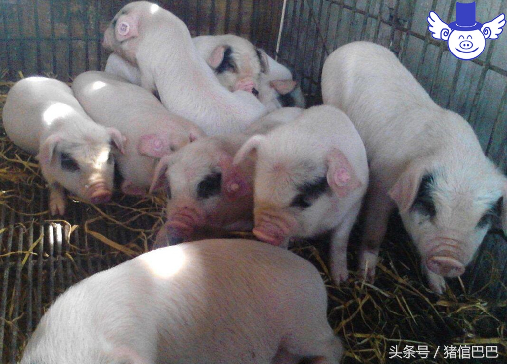 初生弱仔猪怎么快速恢复,仔猪怎样调理体质