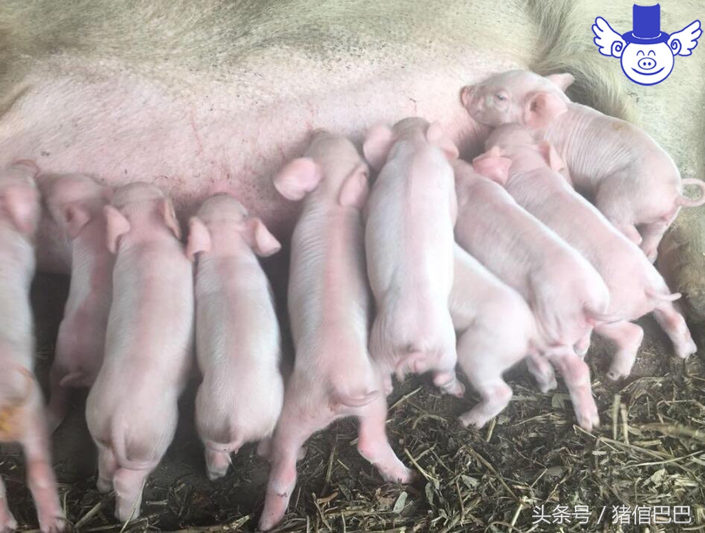 初生弱仔猪怎么快速恢复,仔猪怎样调理体质