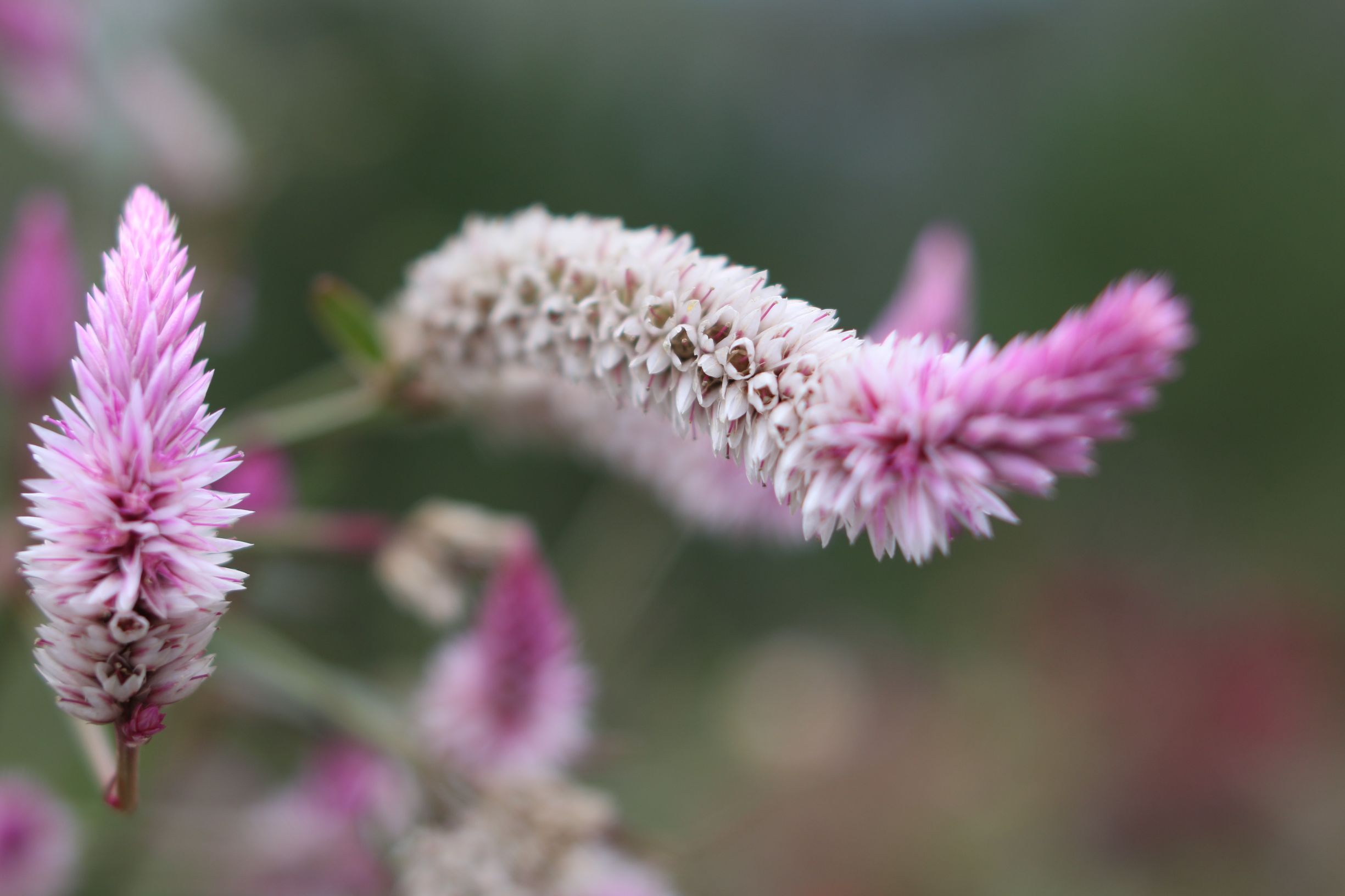 国产镜头到底怎么样？中一35f2亲测请看未经ps处理的原图