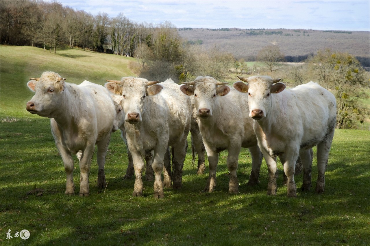 初生犊牛如何喂养,犊牛饲养方法和技巧