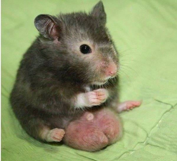 仓鼠前腿长了个大包怎么回事,仓鼠长了一个红色的疙瘩行动缓慢