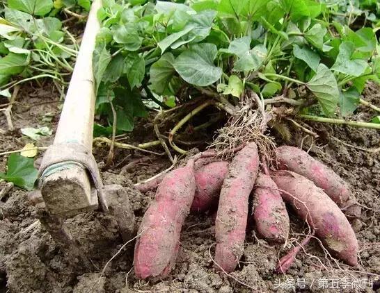 井井子早期视频,小时候关于红薯的记忆