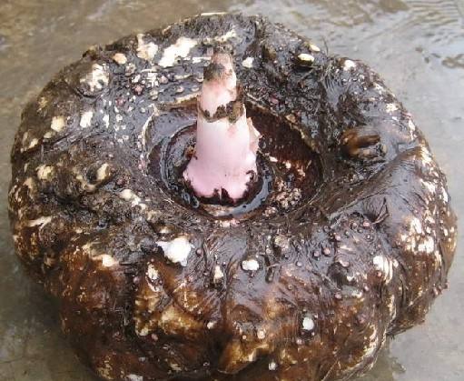 魔芋是个什么植物,魔芋这种植物是怎么来的