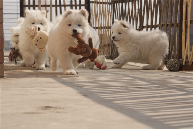 一个月的萨摩耶老是咬东西怎么办,萨摩耶幼犬咬主人手脚怎么办