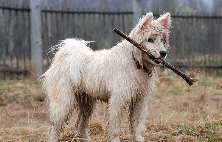 一个月的萨摩耶老是咬东西怎么办,萨摩耶幼犬咬主人手脚怎么办