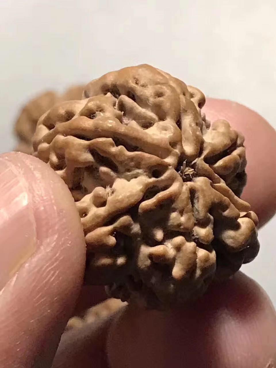 尼泊尔大金刚菩提手串怎么看好坏,大金刚菩提五瓣尼泊尔籽高油高密