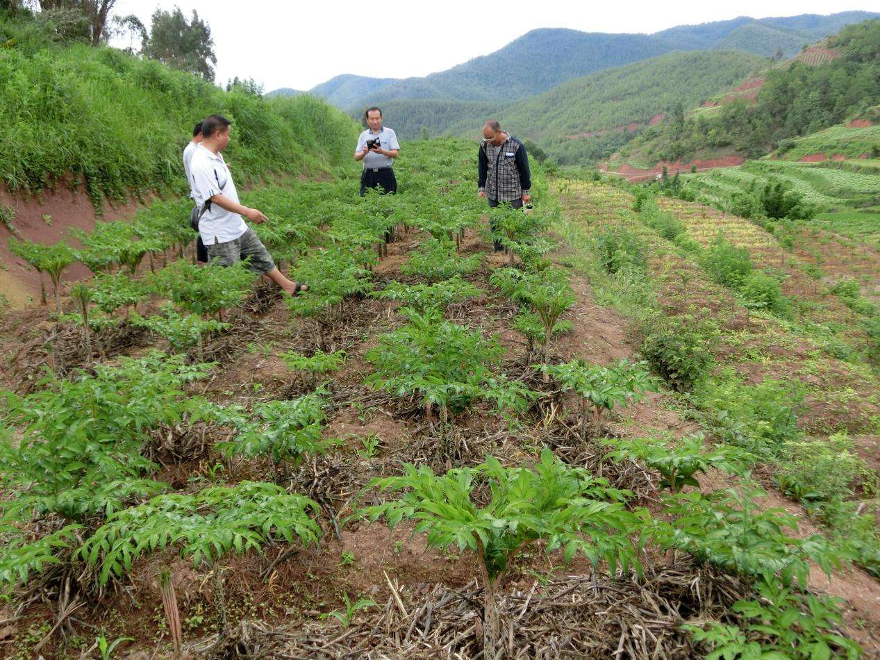 魔芋是个什么植物,魔芋这种植物是怎么来的