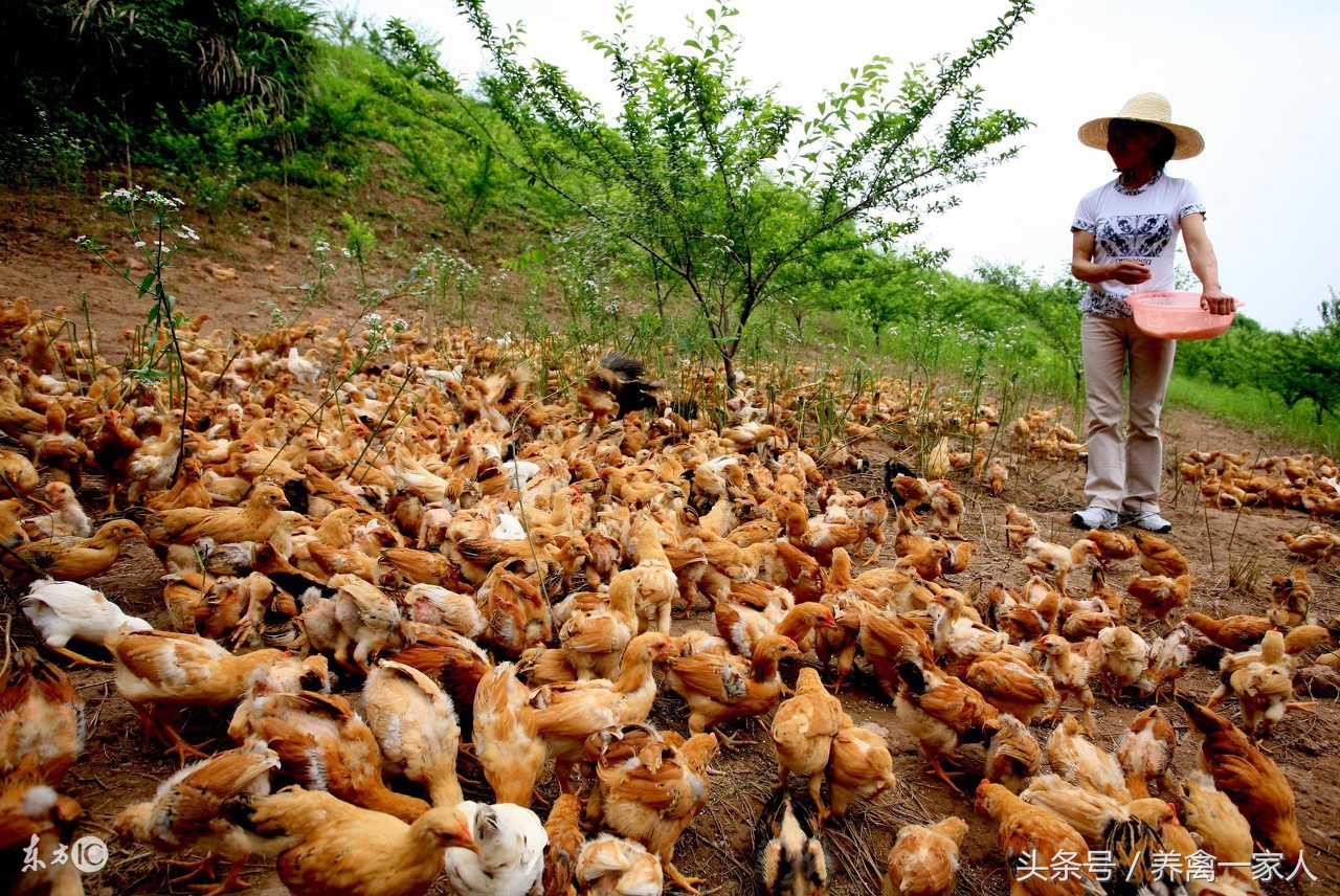 养鸡生病怎么治,养鸡羽毛发白怎么回事