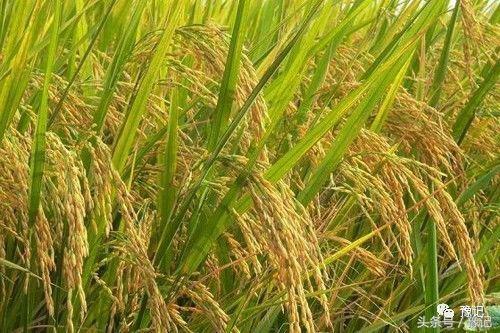 原阳为什么产大米,央视评价原阳大米