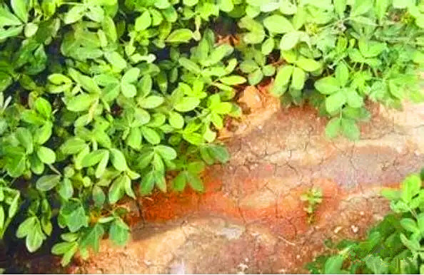 土壤酸碱度偏高有什么危害,土壤偏碱性对农作物的危害