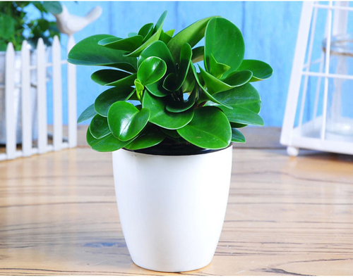 养花由黄叶变绿叶用什么方法,养花技巧叶子会有黑斑点