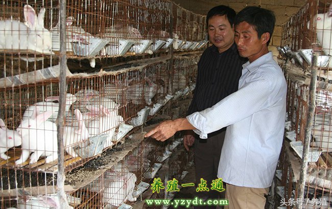 四川肉兔养殖方法,重庆肉兔养殖排行
