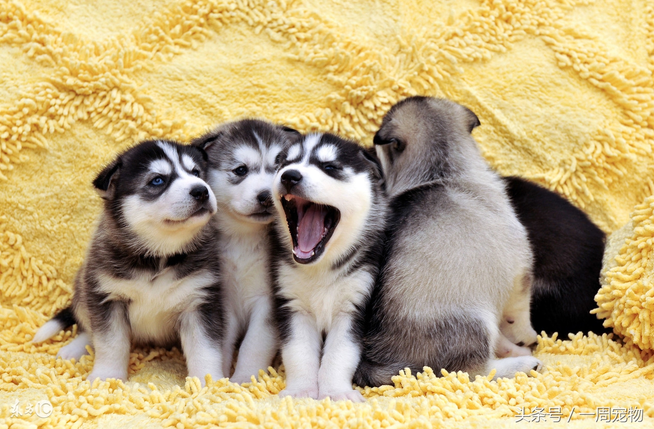 哈士奇的性格特点,哈士奇几岁性格稳定